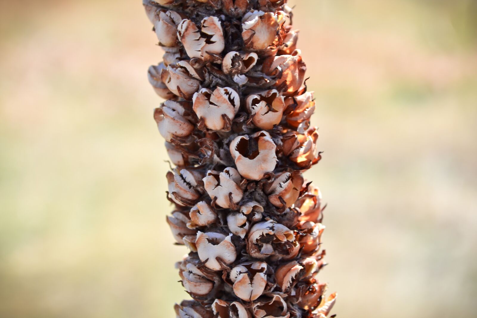 Nikon D3100 sample photo. Plant, colorado, nature photography