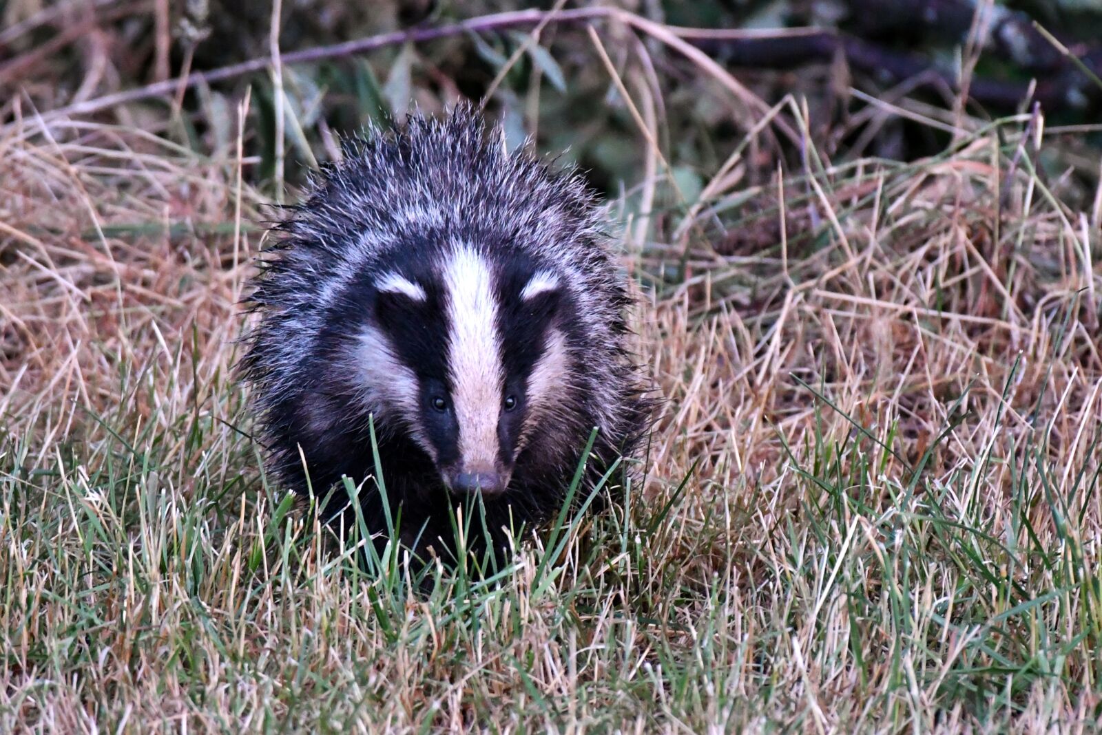 Nikon D500 sample photo. Das, wild, mammal photography