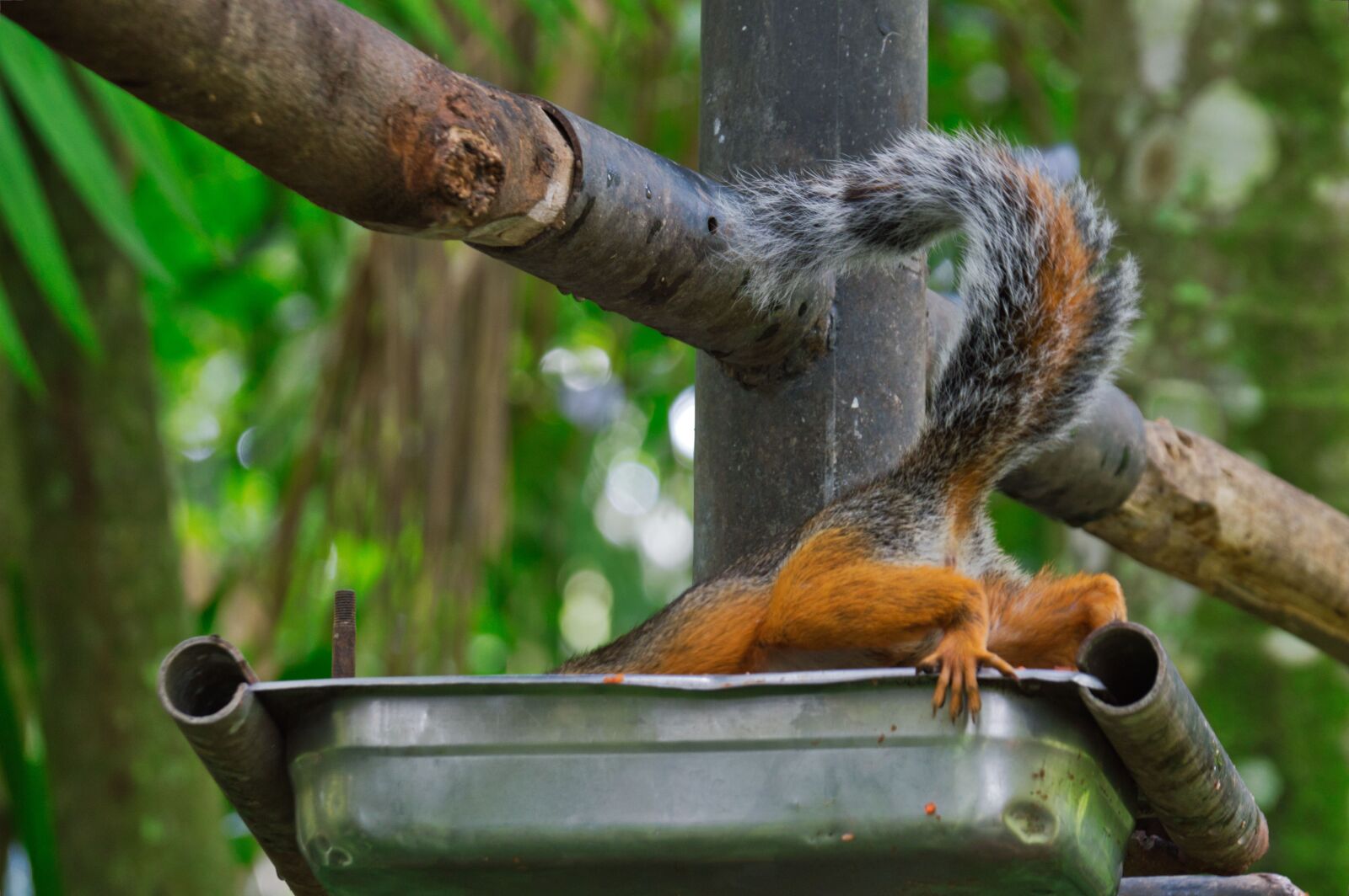Nikon D3200 sample photo. Costa rica, squirrel, thief photography