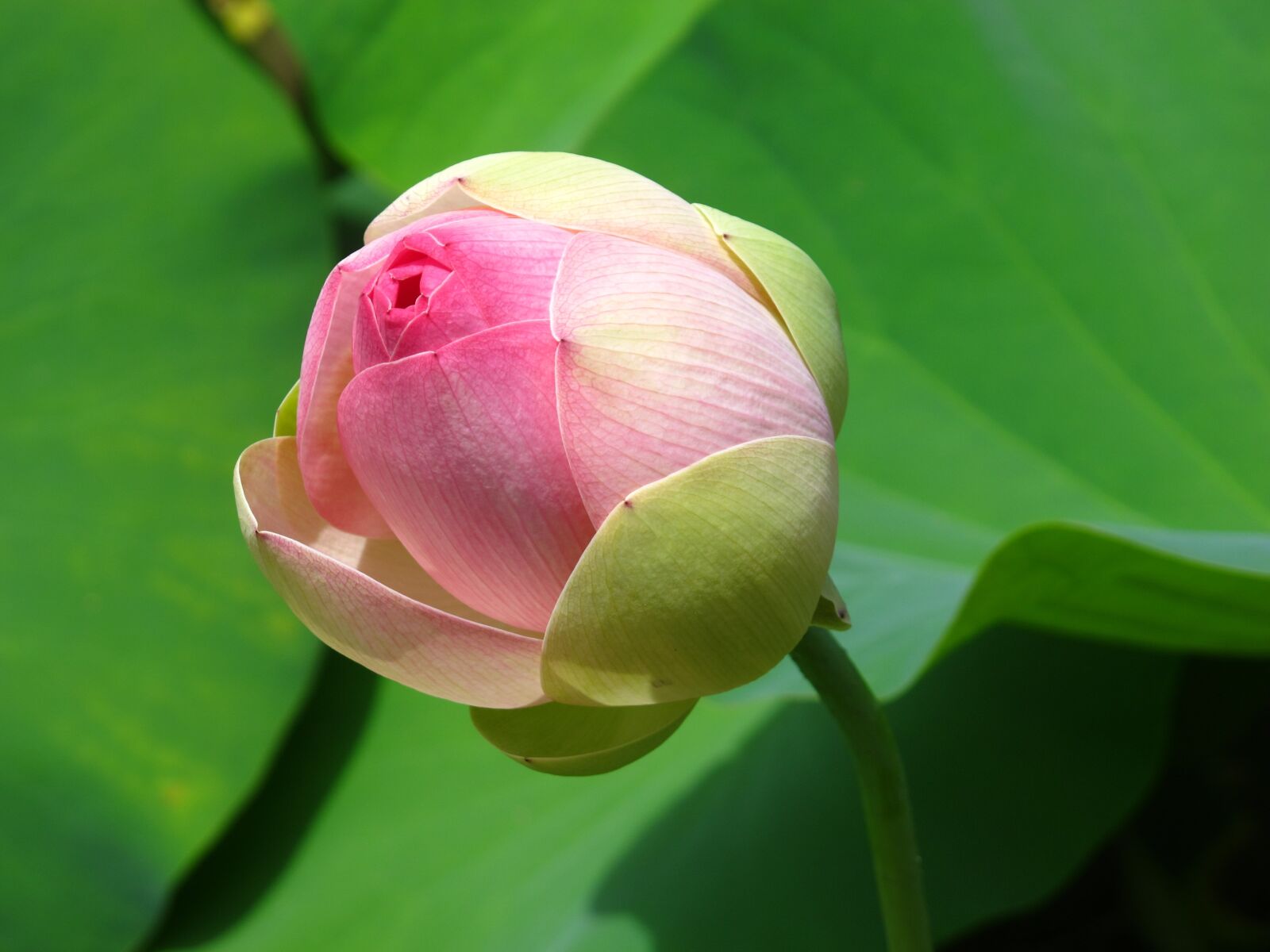 Canon PowerShot G12 sample photo. Water lotus, pond, lily photography