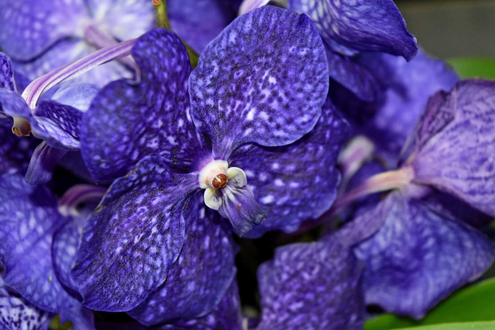 Nikon D5500 sample photo. Blue, detail, exotic, orchid photography