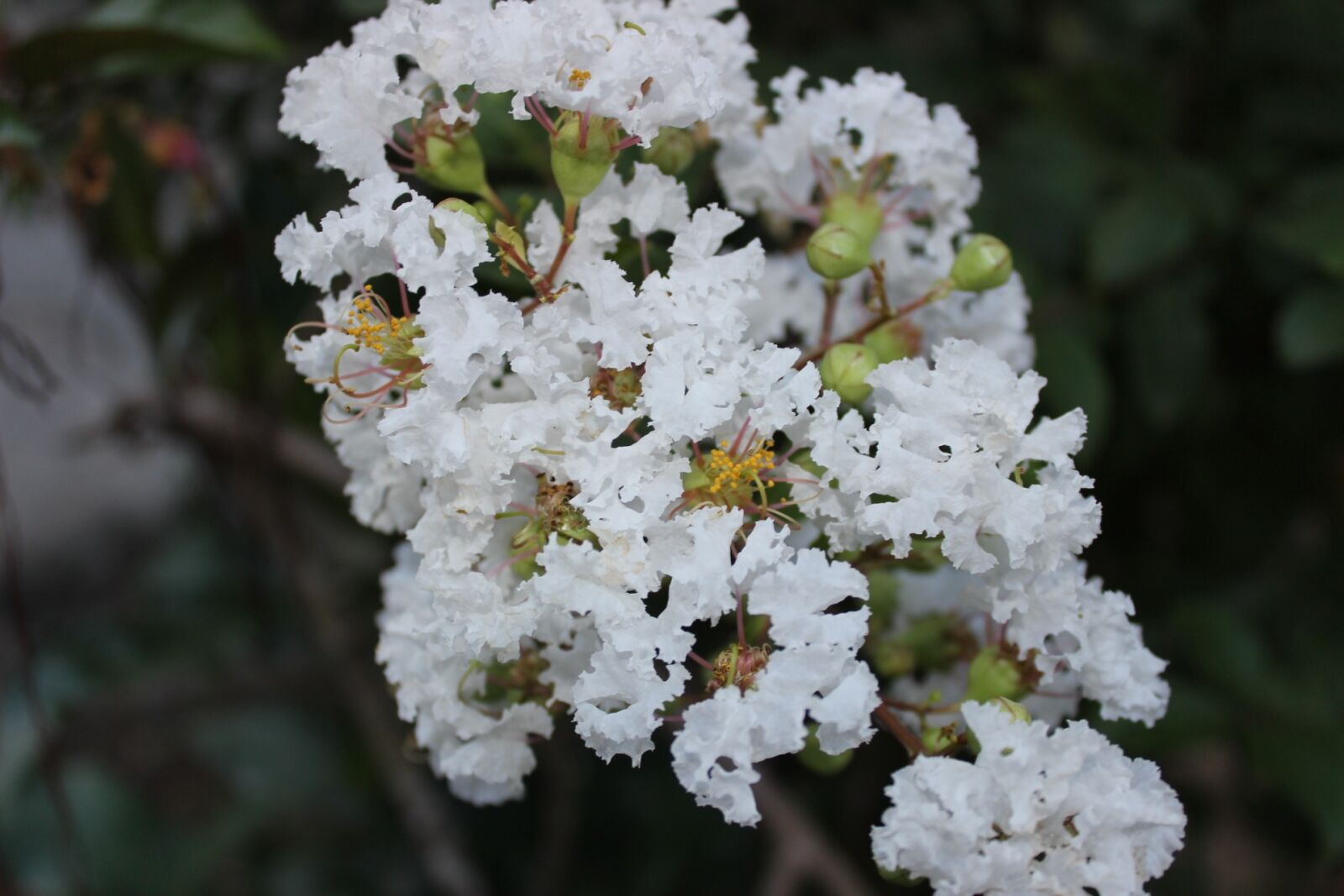 Canon EOS 600D (Rebel EOS T3i / EOS Kiss X5) sample photo. Flower, flora, blossom photography