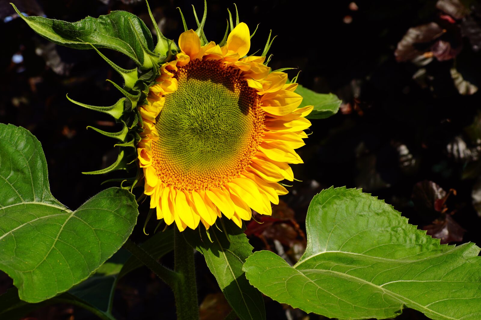 Sony SLT-A68 sample photo. Sunflower, blossom, bloom photography