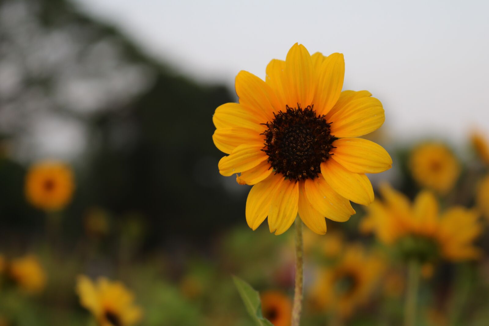 Canon EOS 750D (EOS Rebel T6i / EOS Kiss X8i) sample photo. Sunflower, yellow flower, summer photography