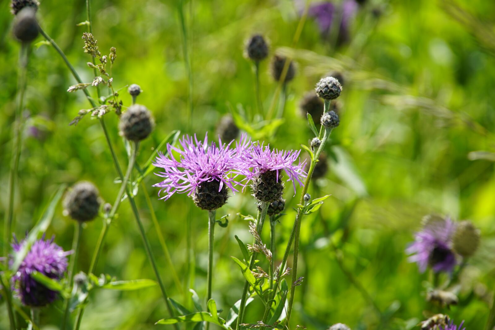 Sony a7R II + Sony E PZ 18-105mm F4 G OSS sample photo. Centaurea, meadow, green photography