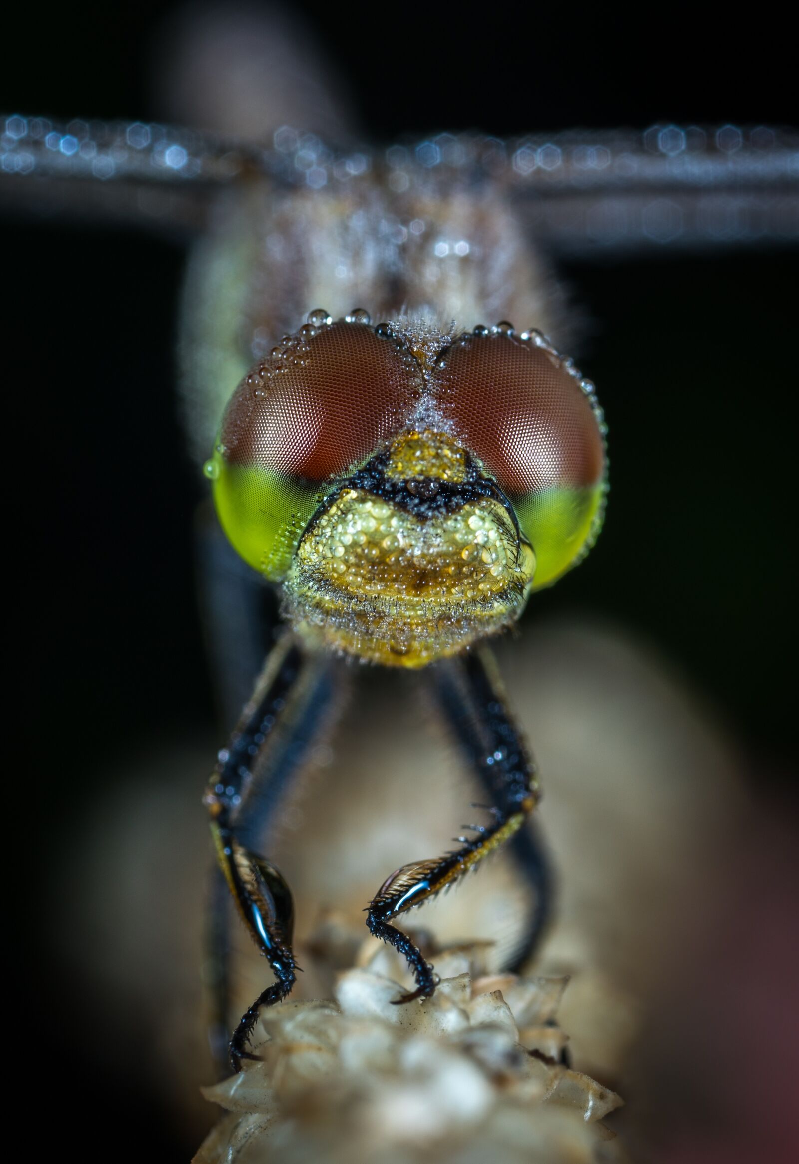 #124 65/2.8 sample photo. Insect, bespozvonochnoe, living nature photography