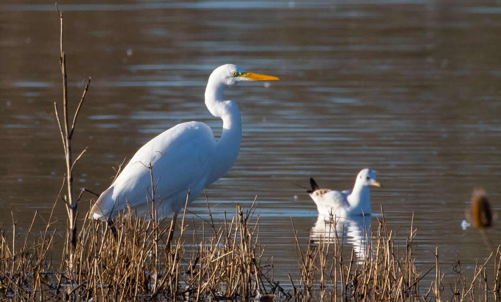 Canon EOS 7D Mark II sample photo. Great white egret, wading photography