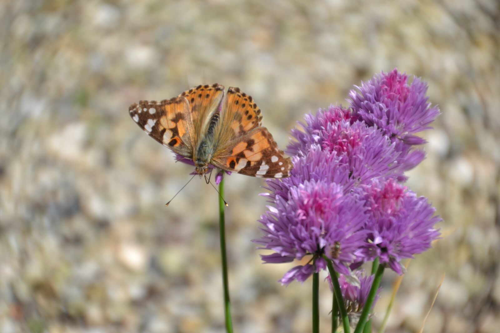 Nikon D3100 sample photo. Butterfly, vanessa cardui, insect photography