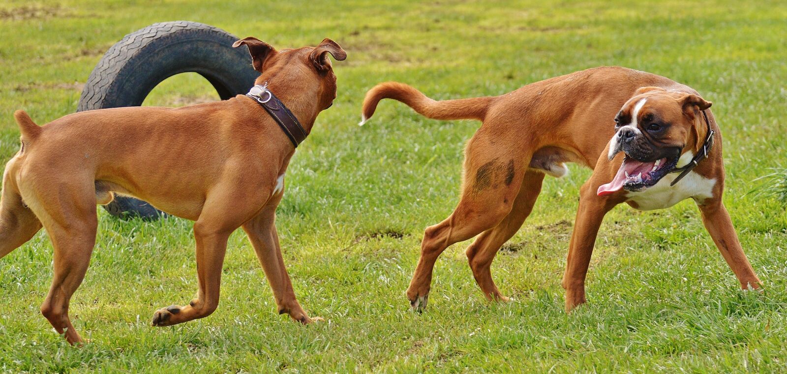 Nikon D3200 sample photo. Boxer dogs, dogs, good photography