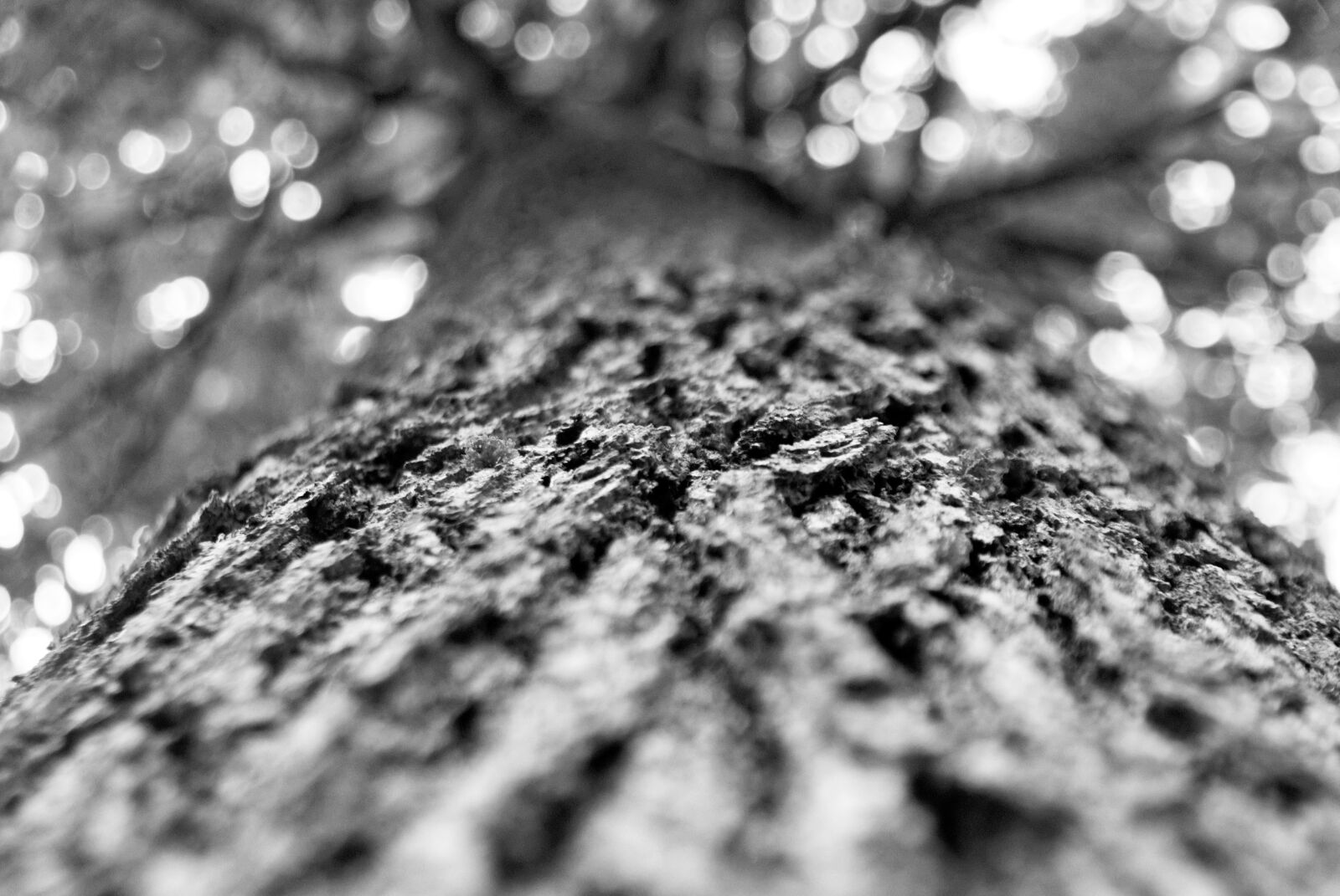 Nikon D200 sample photo. Tree, oak, forest photography