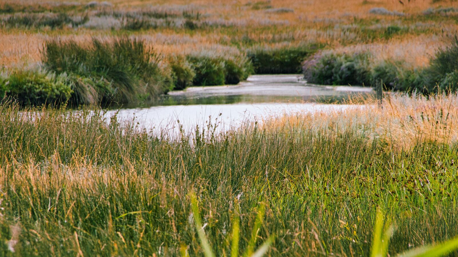 Canon EOS 200D (EOS Rebel SL2 / EOS Kiss X9) sample photo. Nature, grasses, landscape photography