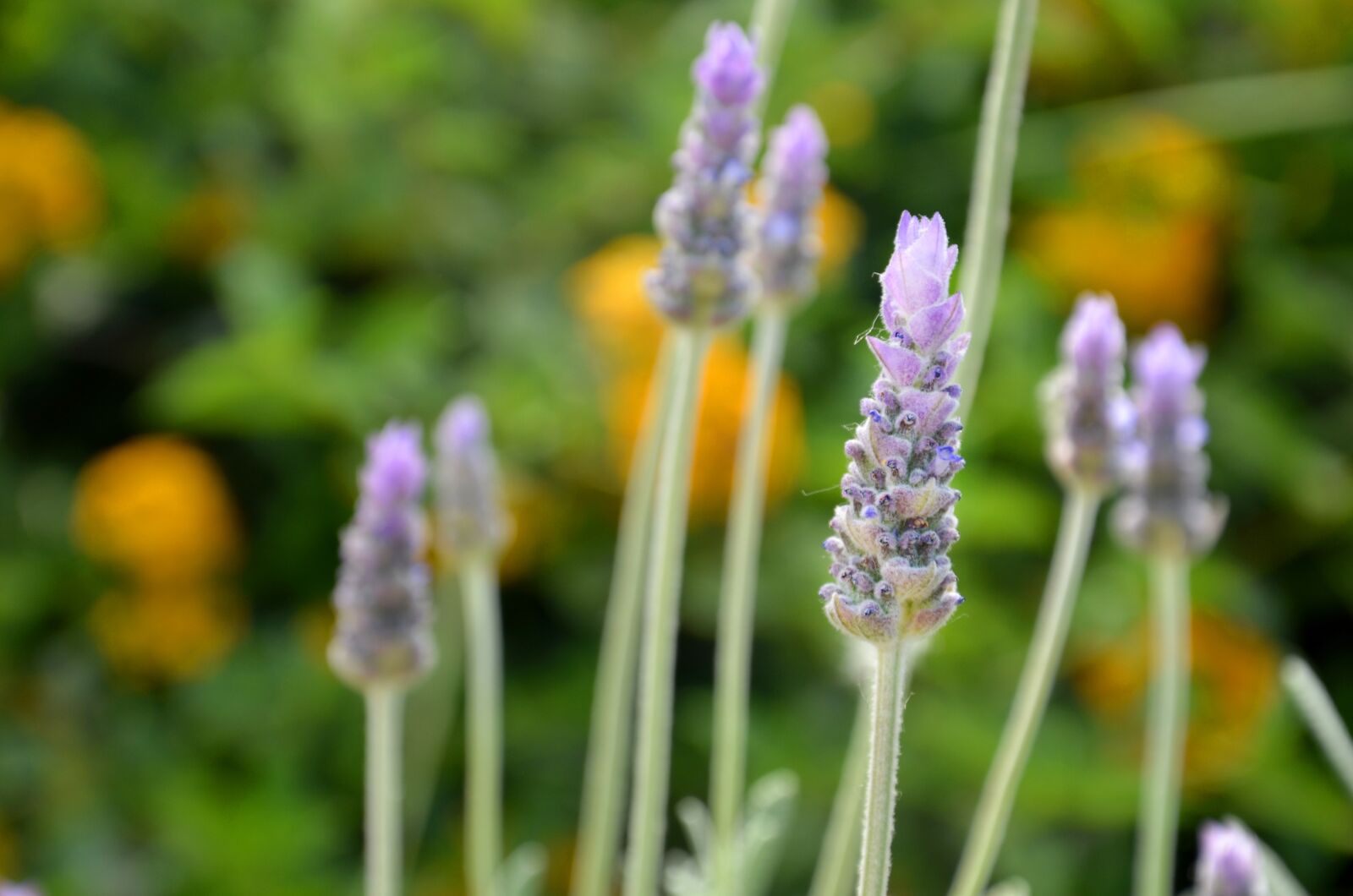 Nikon D7000 sample photo. Lavender, garden, flowers photography