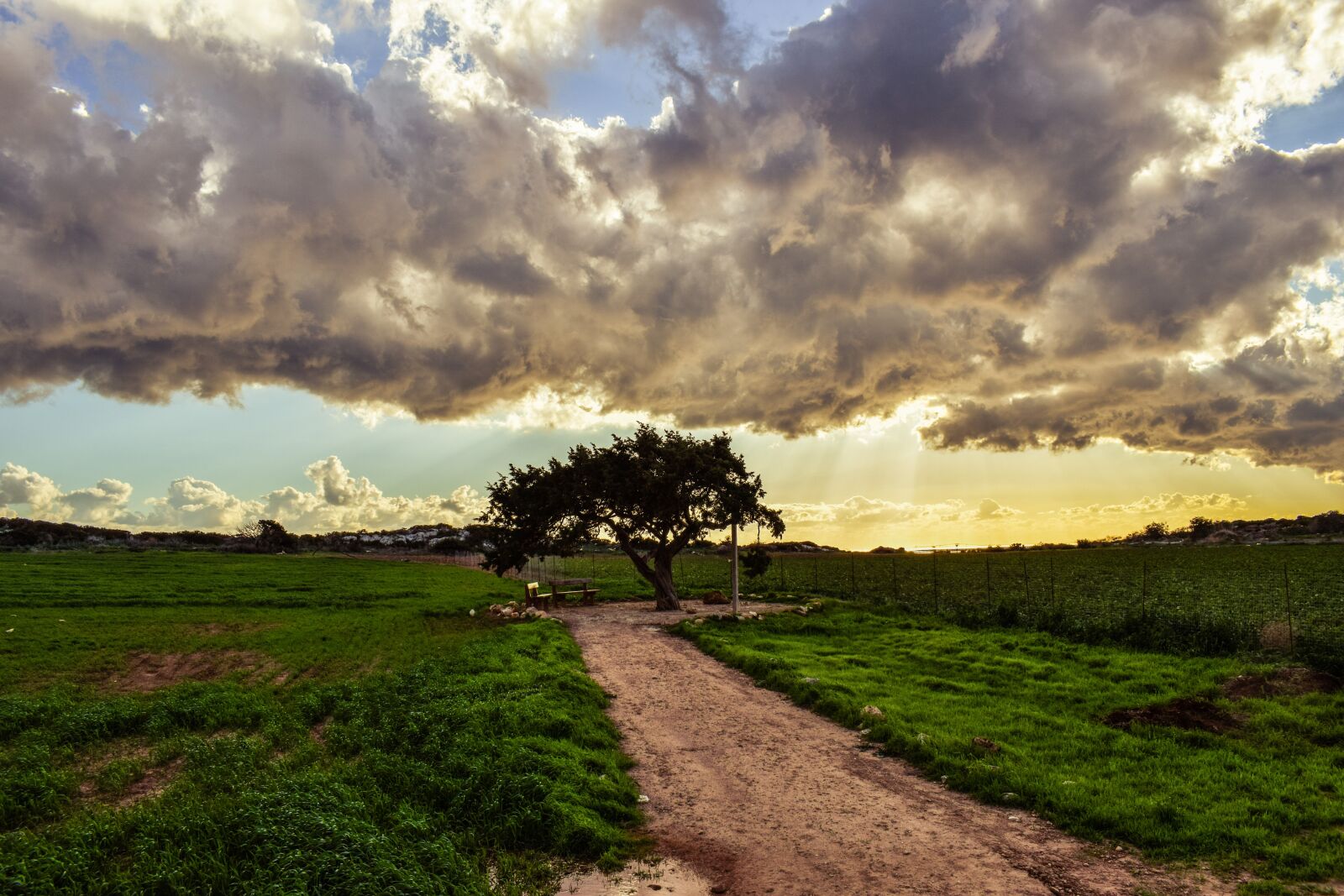 Nikon D3300 sample photo. Cyprus, cavo greko, tree photography
