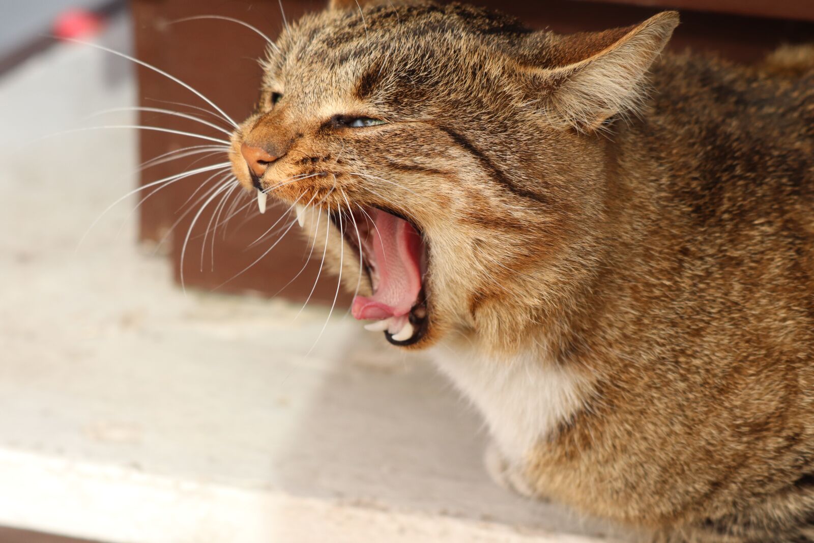 Canon EF 70-300 F4-5.6 IS II USM sample photo. Cat, tongue, licking photography