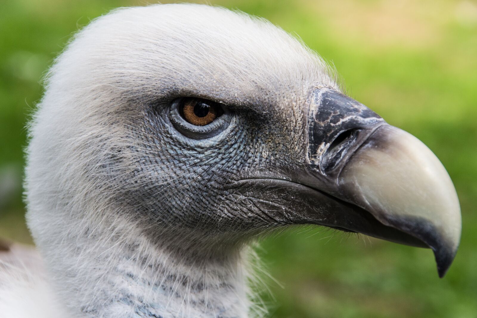 Canon EOS 60D sample photo. Vulture, bird, head photography