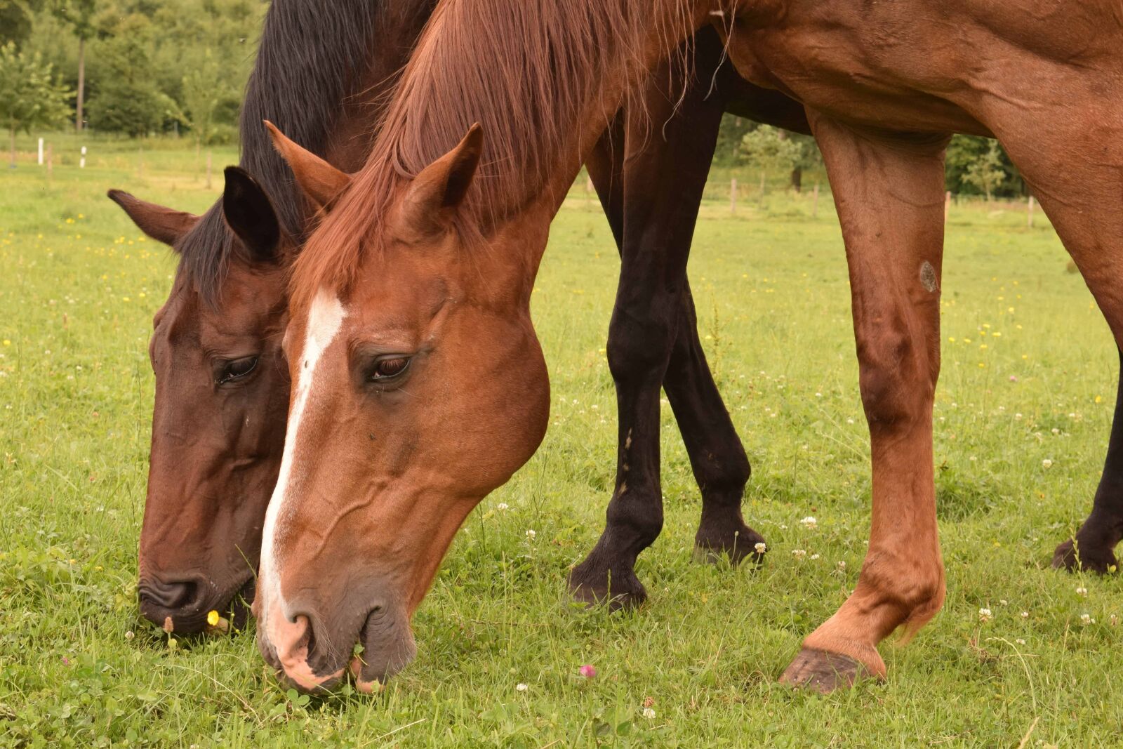 Nikon D3300 sample photo. Horse, animal, mare, cavalry photography