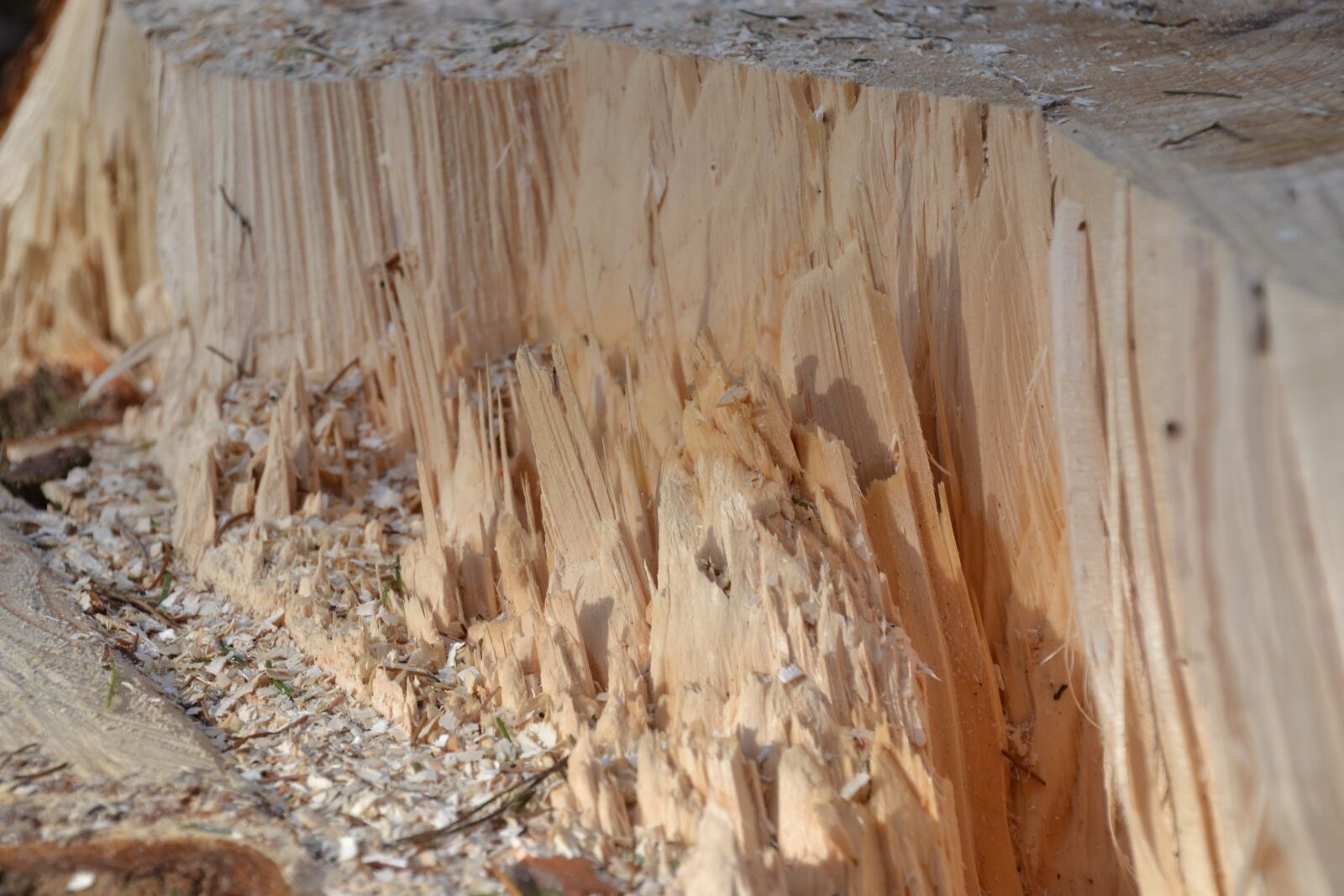 Nikon D3100 sample photo. Forest, wood, log photography