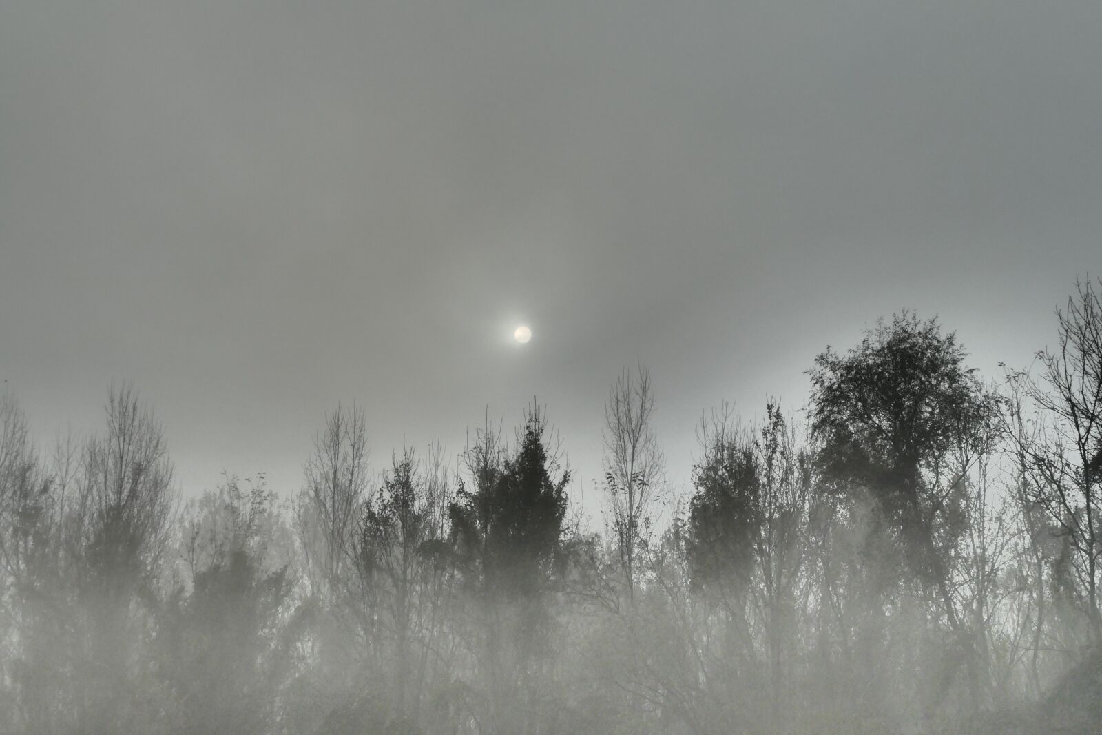 Panasonic Lumix DMC-FZ1000 sample photo. Forest, the fog, autumn photography
