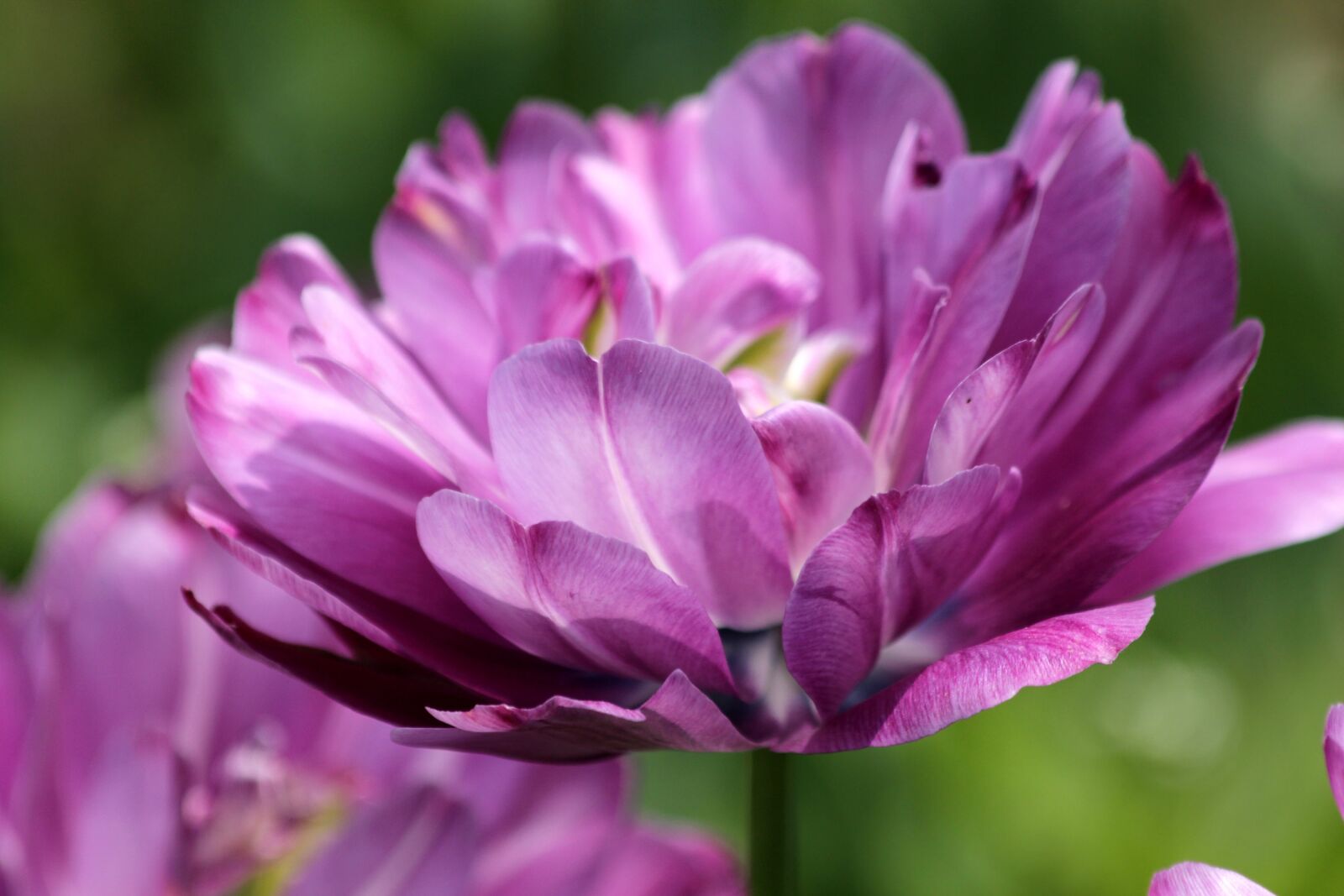 Canon EOS 650D (EOS Rebel T4i / EOS Kiss X6i) sample photo. Tulip, flower, spring photography