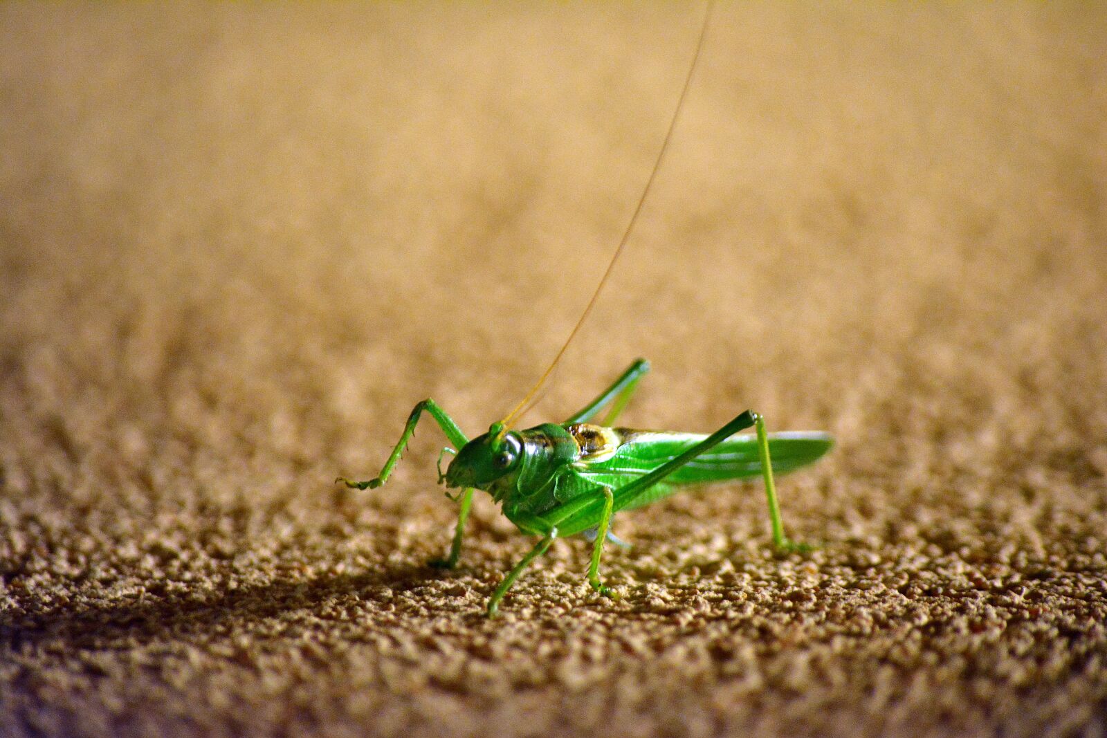Nikon D5200 sample photo. Grasshopper, insect, green photography