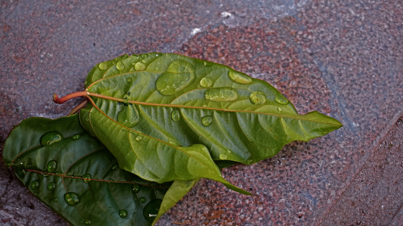 Sony a6000 sample photo