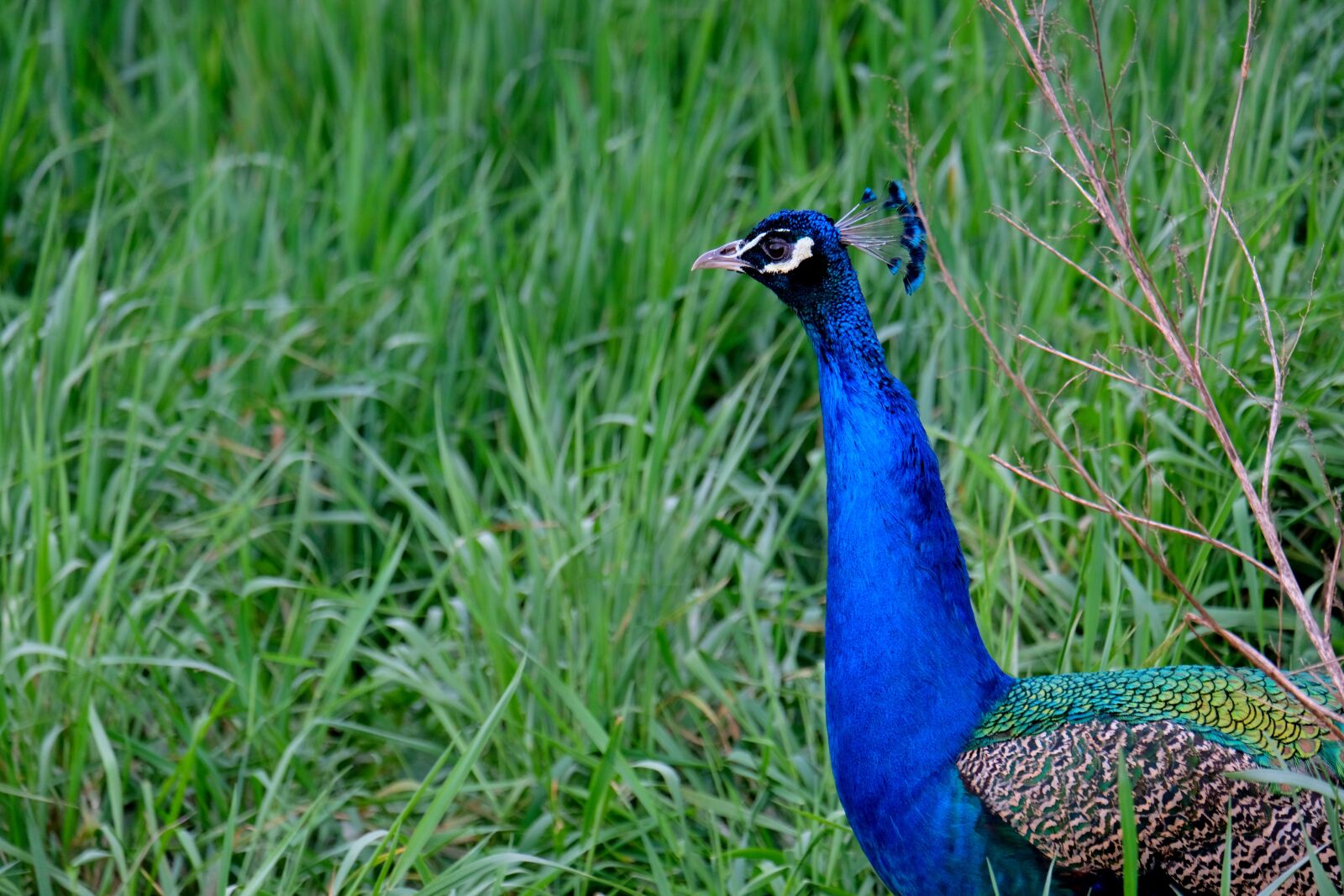 Fujifilm X-T20 sample photo. Peacock, bird, pride photography