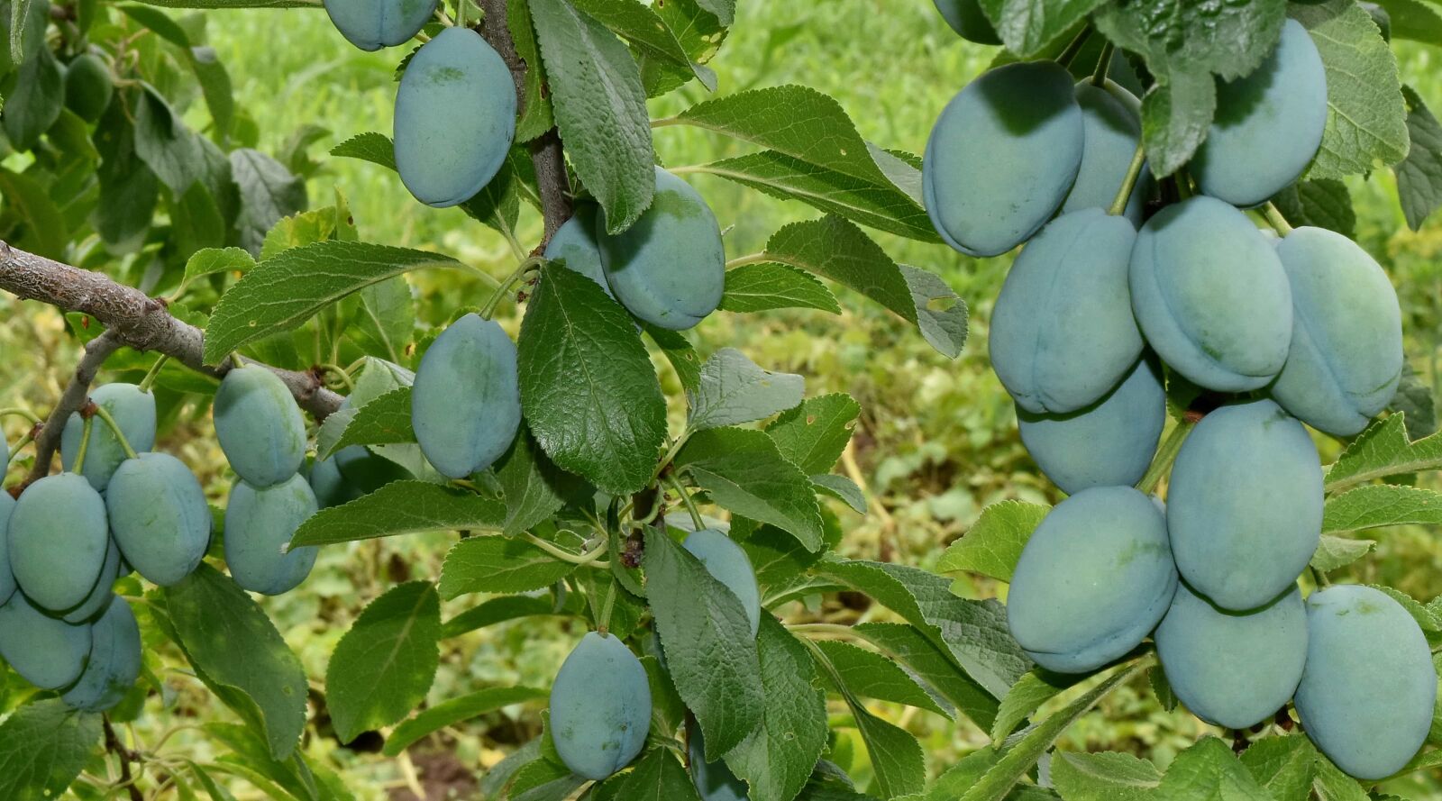 Nikon D5500 sample photo. Green leaves, orchard, plum photography