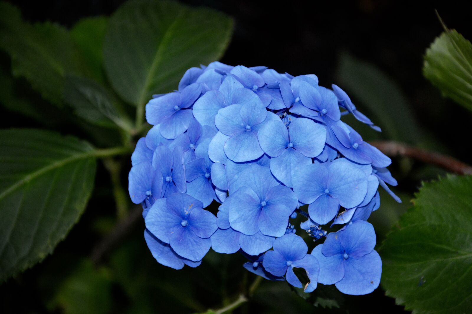 Nikon D5200 sample photo. Blue flower, hydrangea blue photography