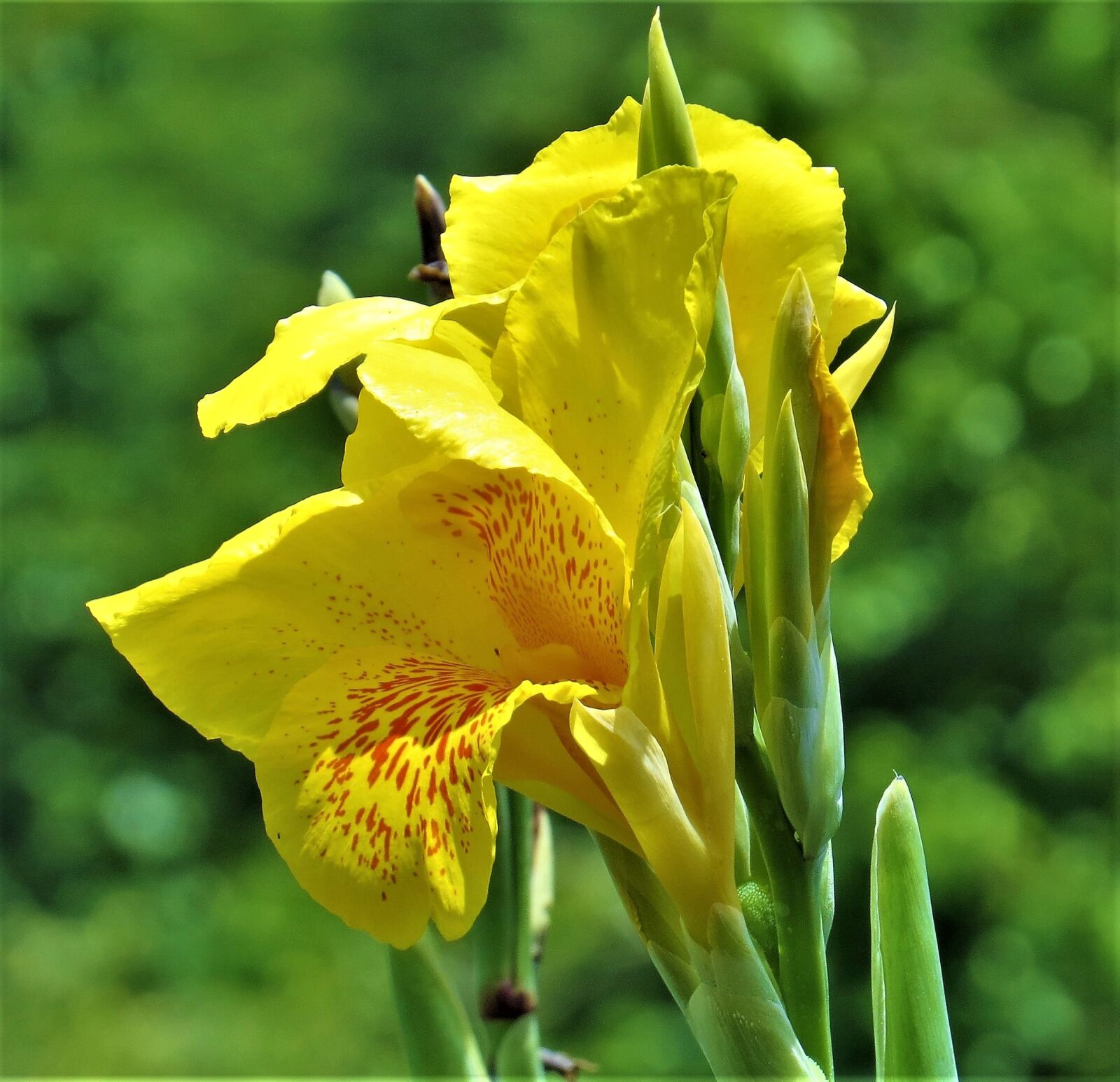 Canon PowerShot SX50 HS sample photo. Iris, flower, thriving photography
