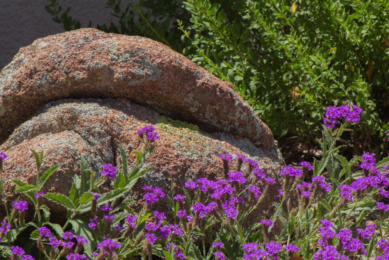 Canon EOS 600D (Rebel EOS T3i / EOS Kiss X5) sample photo. Purple, wild flowers, nature photography