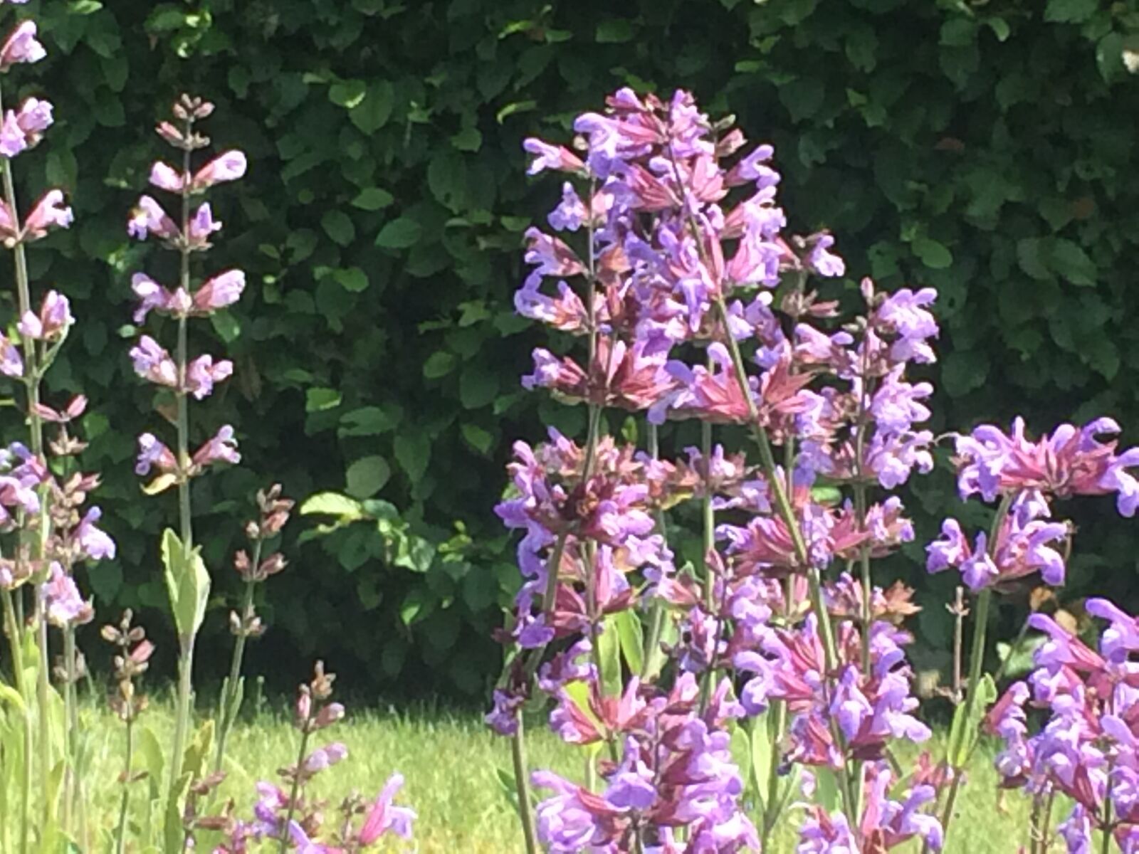 iPhone 5s back camera 4.12mm f/2.2 sample photo. Sage, garden, purple photography