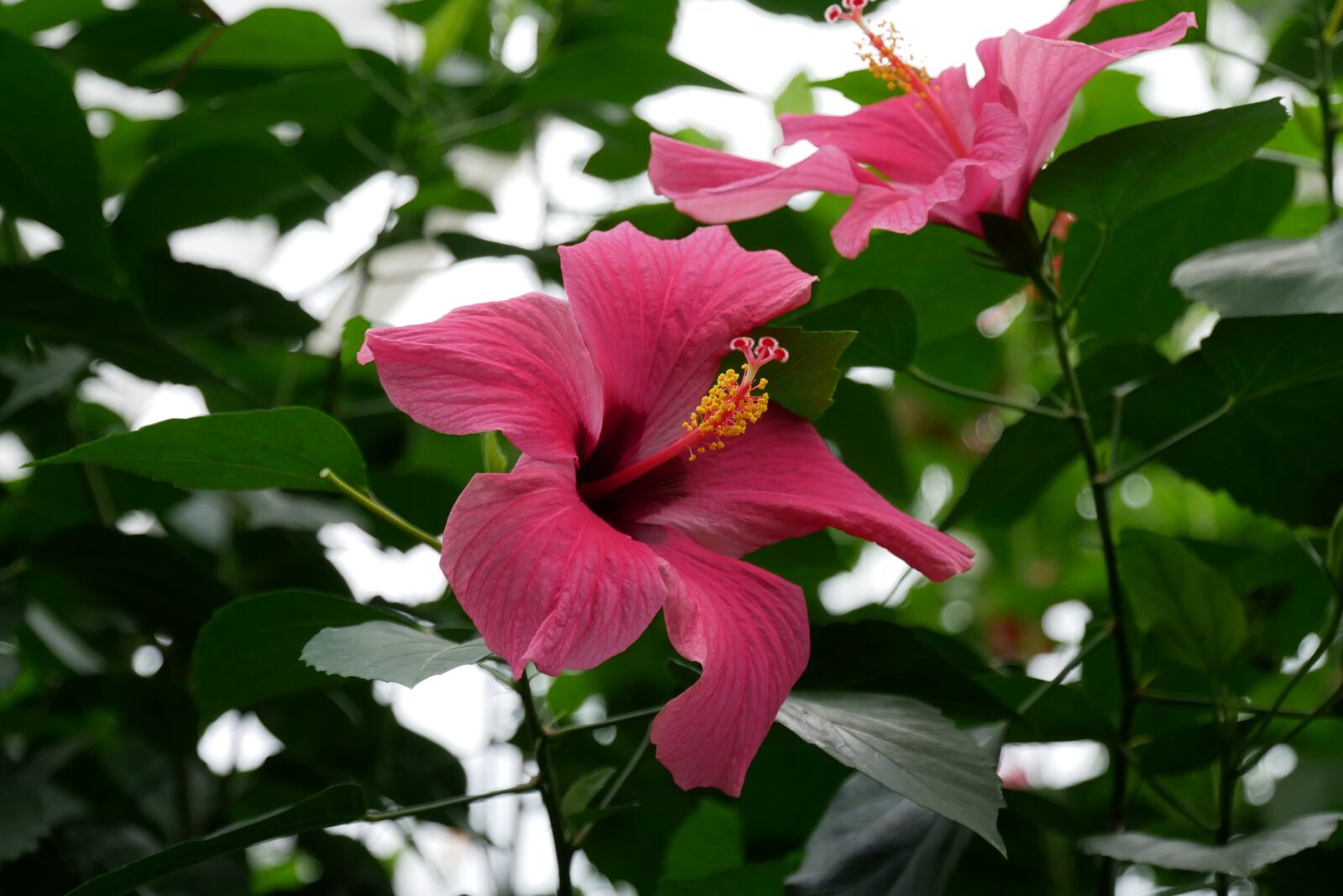Panasonic Lumix DMC-GX85 (Lumix DMC-GX80 / Lumix DMC-GX7 Mark II) sample photo. Leaves, flower, nature photography
