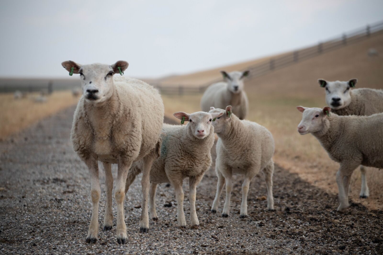 Canon EOS 6D Mark II sample photo. Sheep, zeedijk, friesland photography