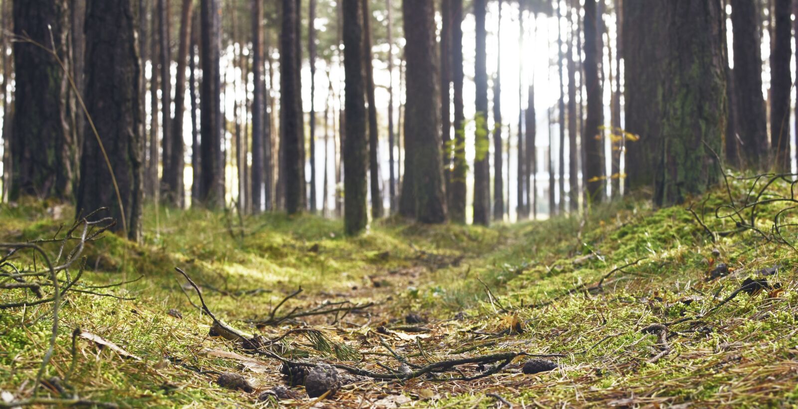 Nikon D7200 sample photo. Forest, wood, nature photography