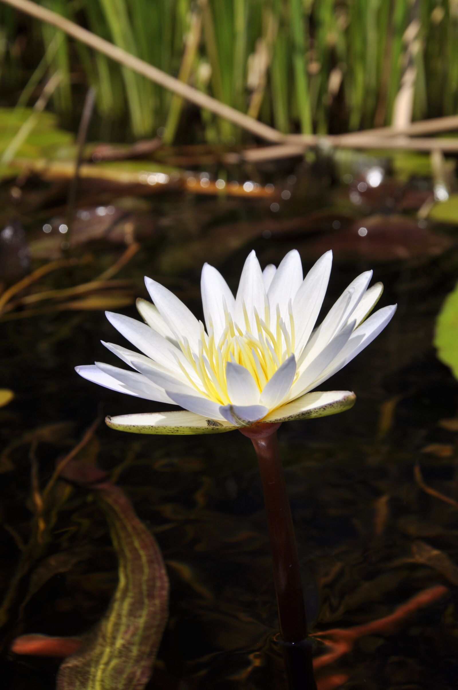 Nikon D90 sample photo. Water lily, flower, lily photography