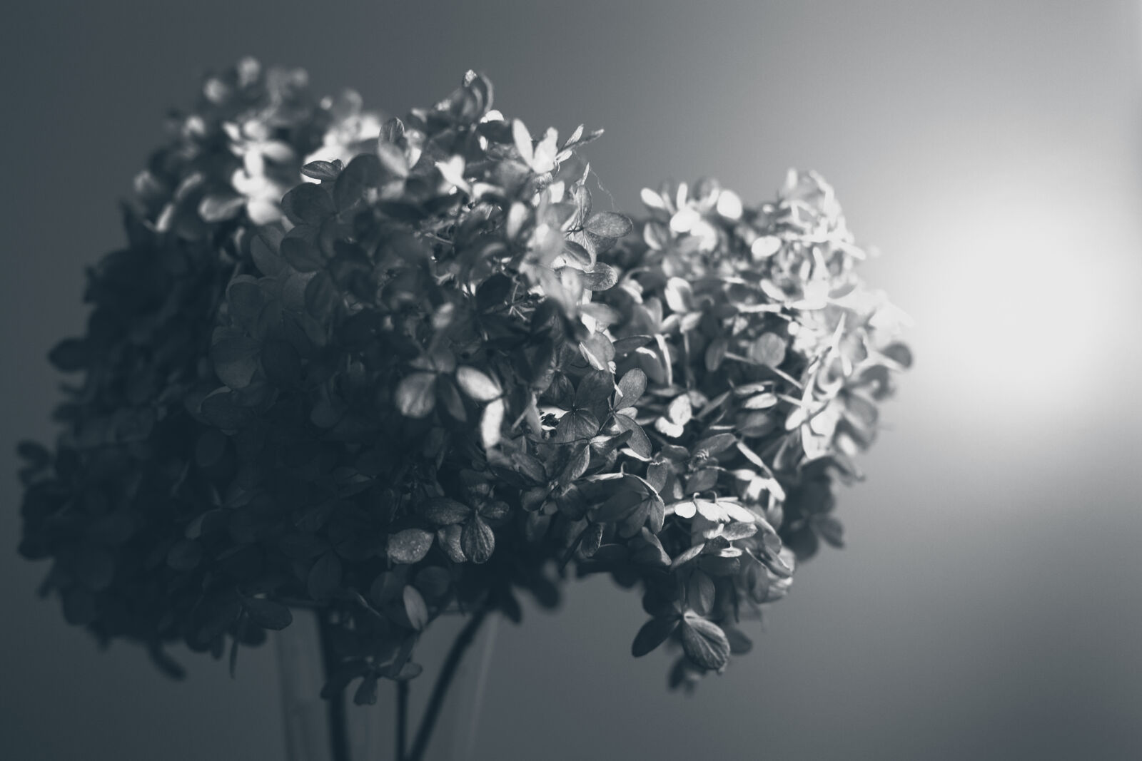 Canon EOS 5D Mark II sample photo. Abstract, art, beautiful, black photography