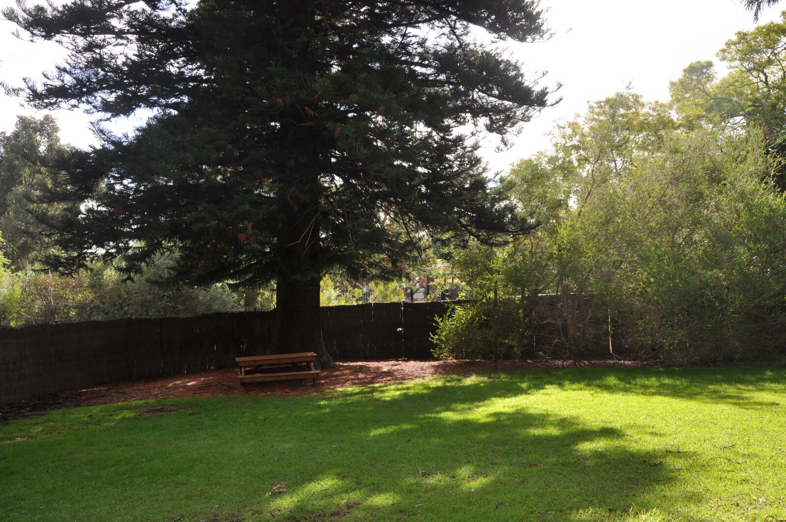 Nikon D90 sample photo. Tree, shady, nature photography