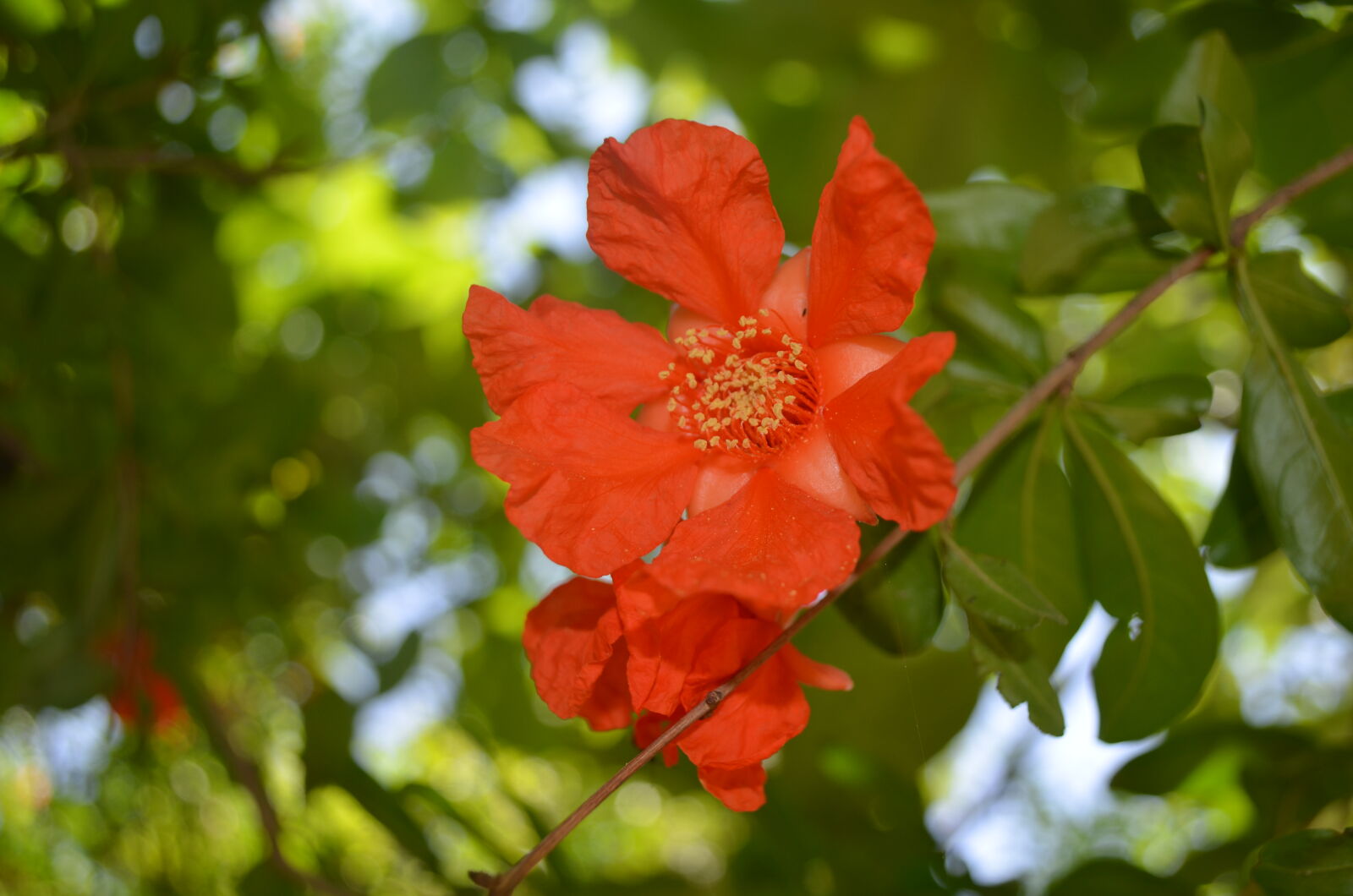 Nikon D5100 sample photo. Flower, green, roman photography