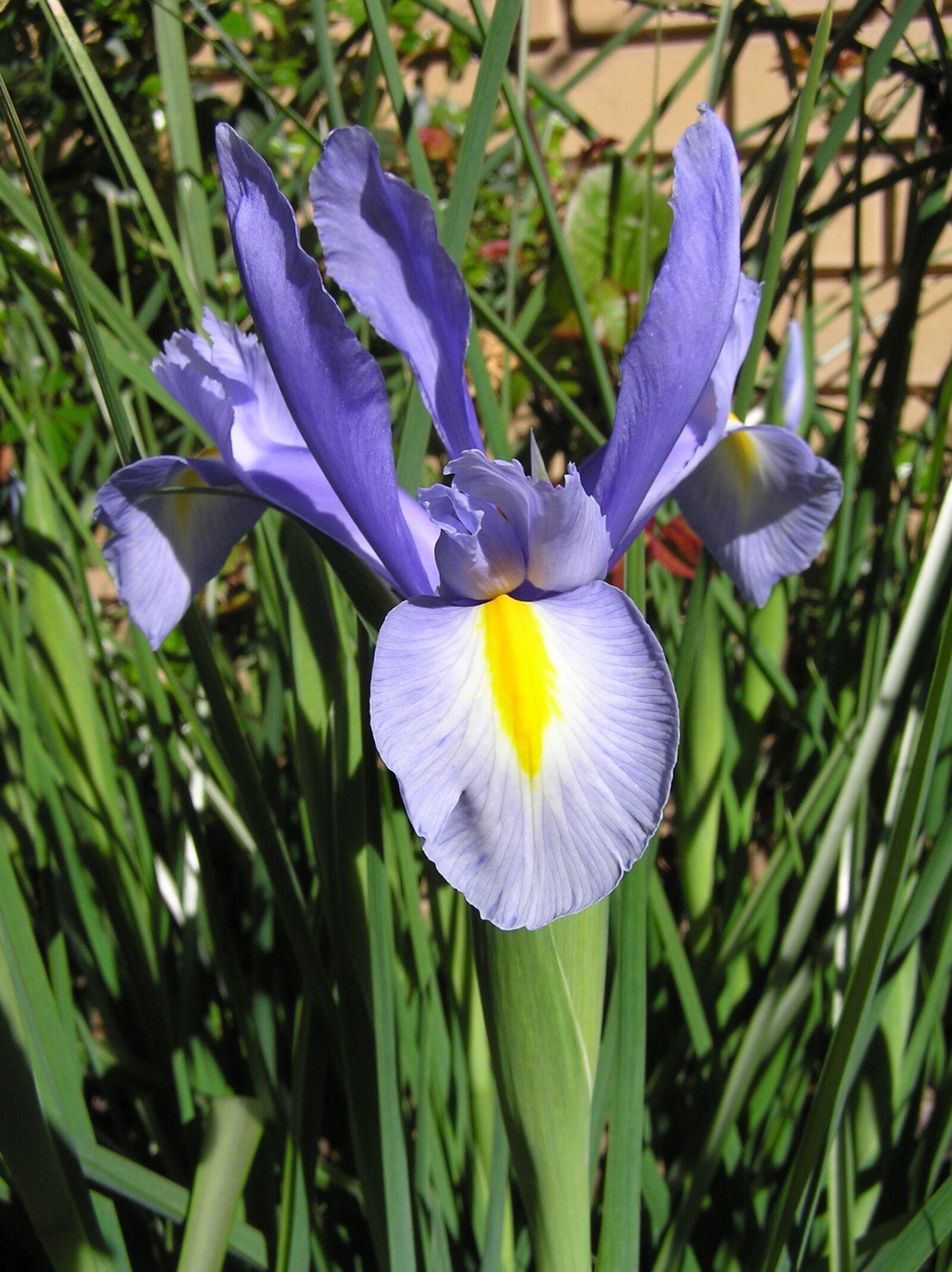 Olympus C750UZ sample photo. Dutch iris, blue, flower photography