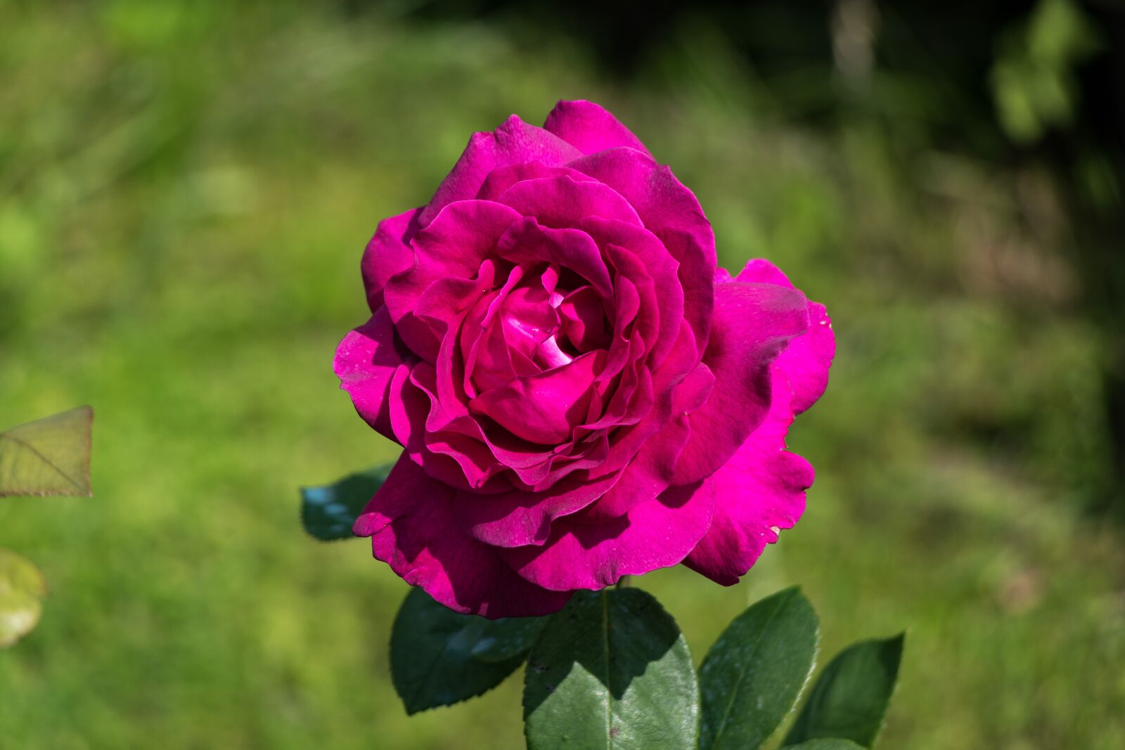 Canon EF-S 18-135mm F3.5-5.6 IS USM sample photo. Rose, flower, petals photography
