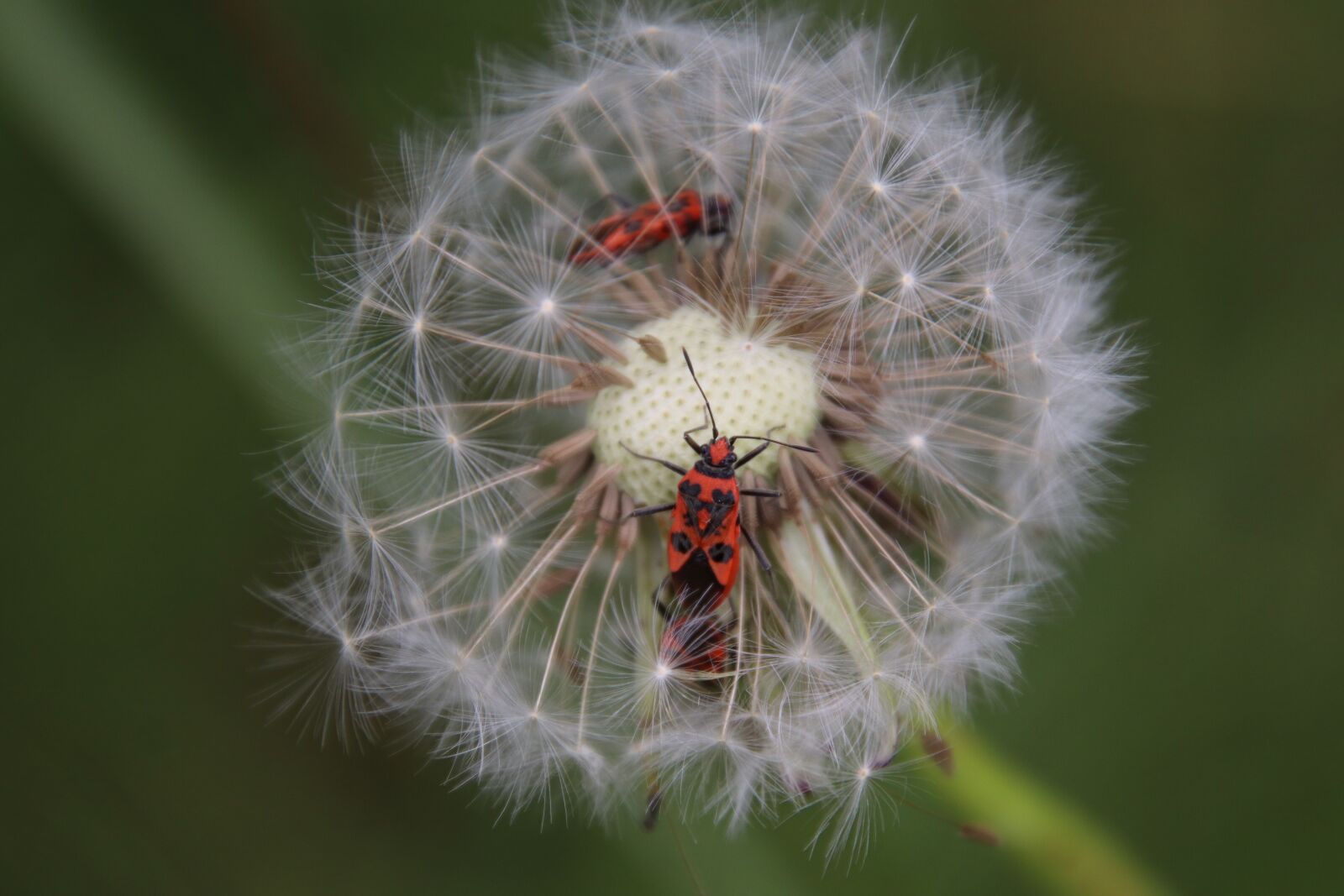 Canon EOS 800D (EOS Rebel T7i / EOS Kiss X9i) sample photo. Dandelion, egret, bug photography
