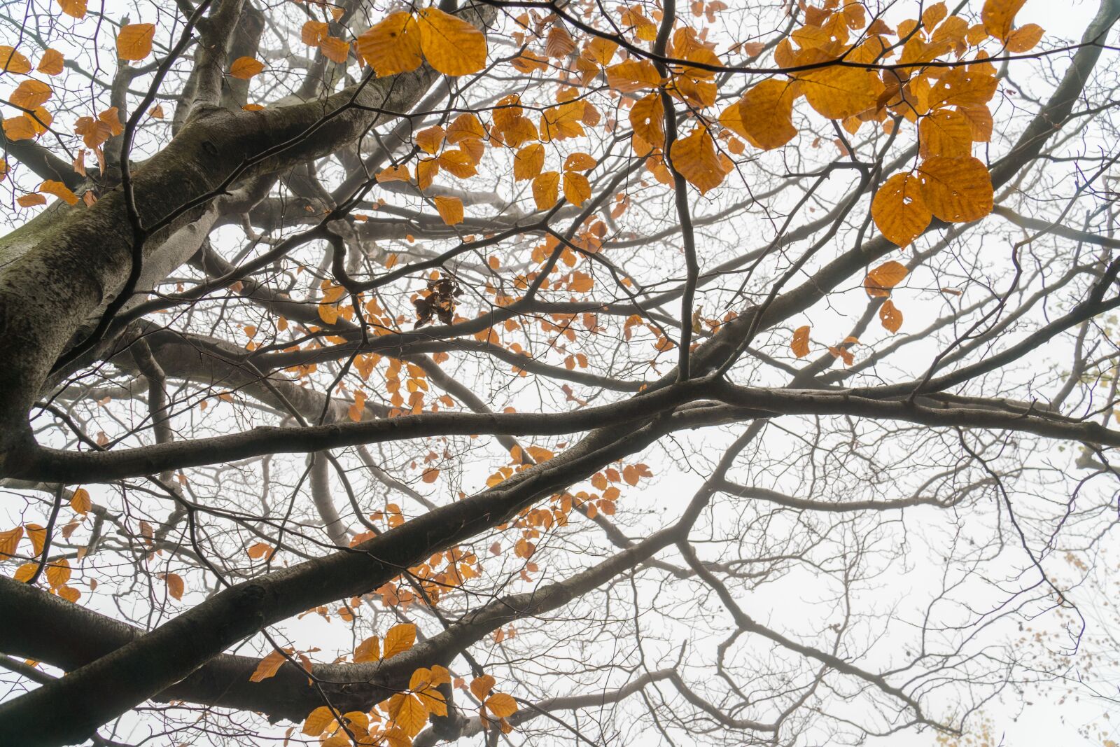 Sony a6300 + Sony E PZ 18-105mm F4 G OSS sample photo. Forest, tree, the fog photography