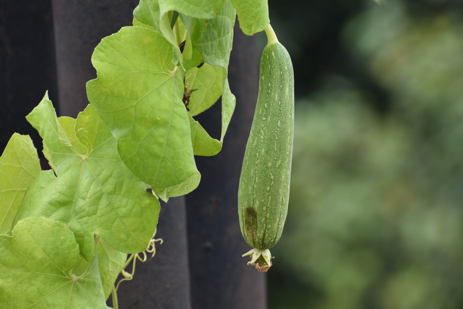 Nikon D5600 sample photo. Ridge gourd, vegetable, gourd photography