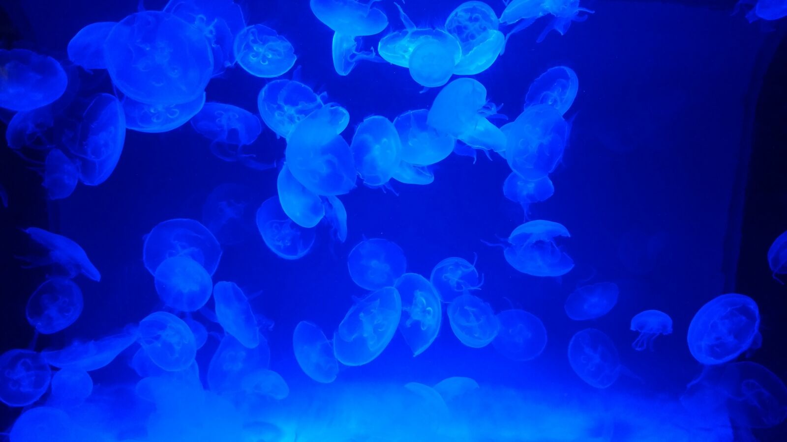 Motorola Moto X Pure Edition sample photo. Jellyfish, blue sea, blue photography