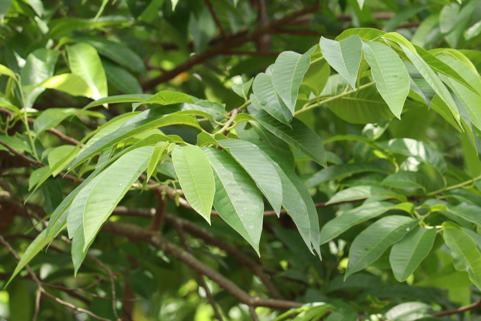 Canon EOS 250D (EOS Rebel SL3 / EOS Kiss X10 / EOS 200D II) sample photo. Leaf, tree, nature photography