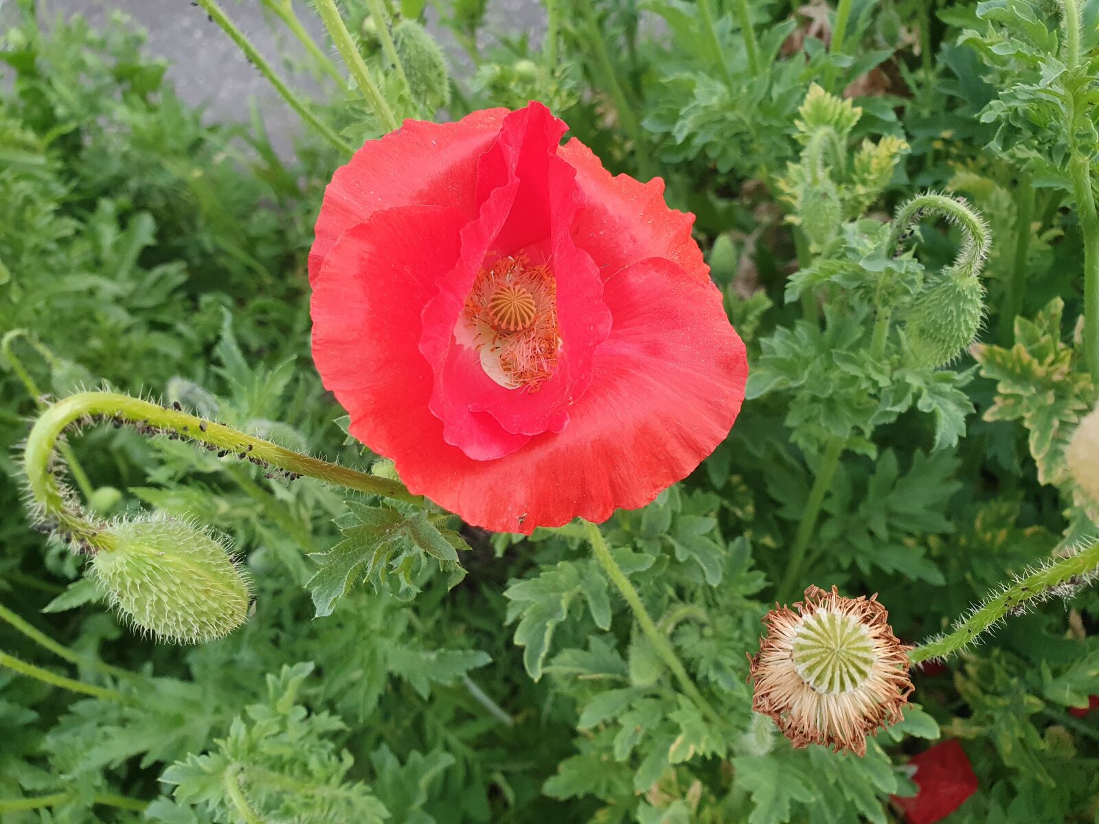 Samsung Galaxy S10 sample photo. Nature, flower, poppies photography