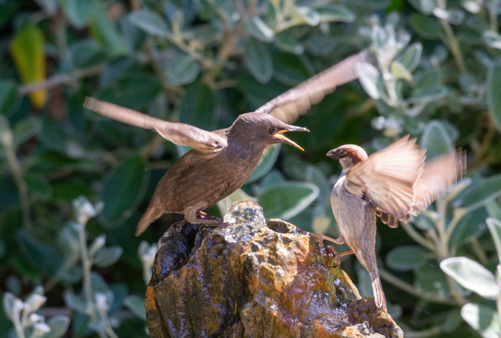 Nikon D7100 sample photo. Starling, sparrow, bird photography