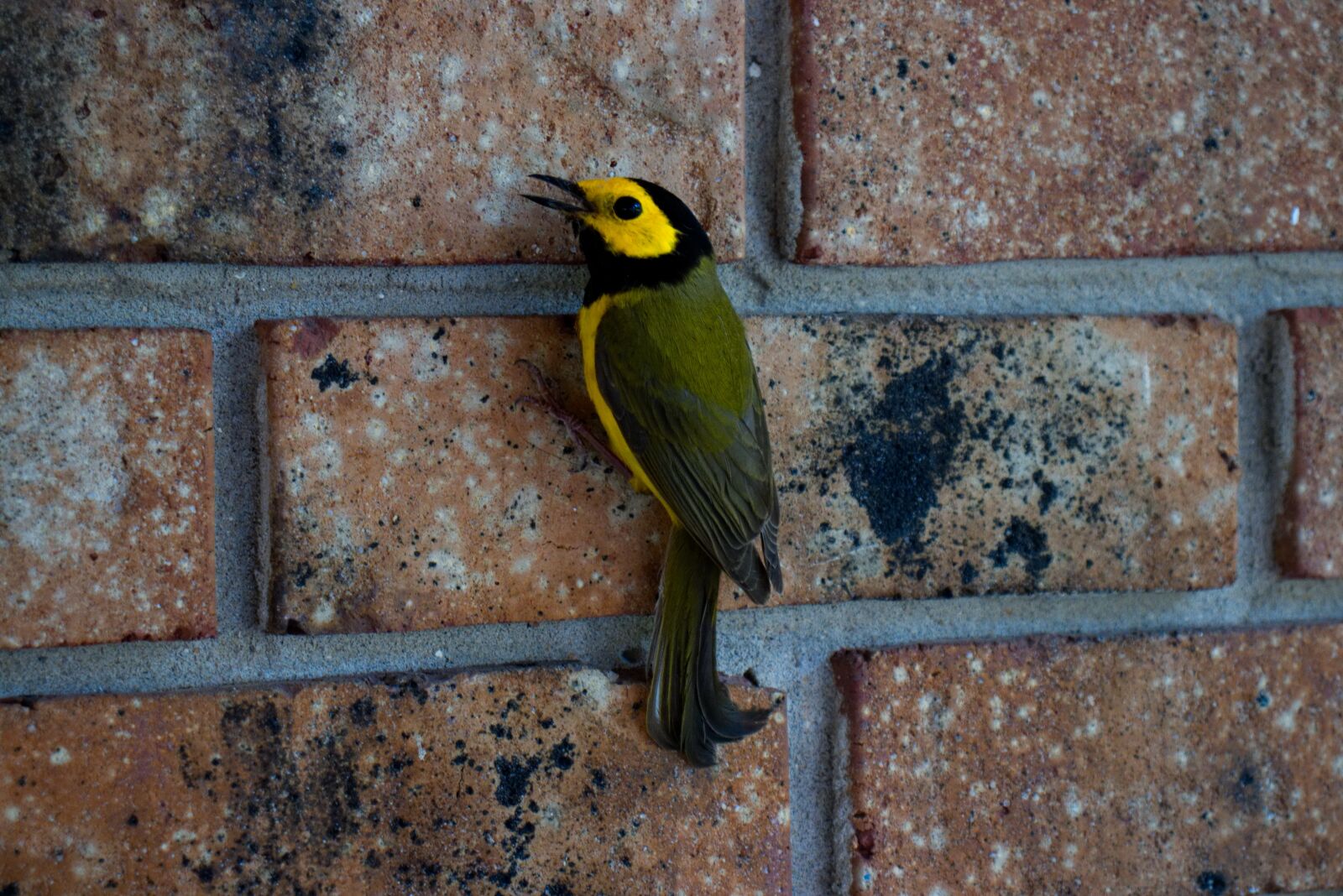 Canon EOS 200D (EOS Rebel SL2 / EOS Kiss X9) sample photo. Bird, warbler, nature photography