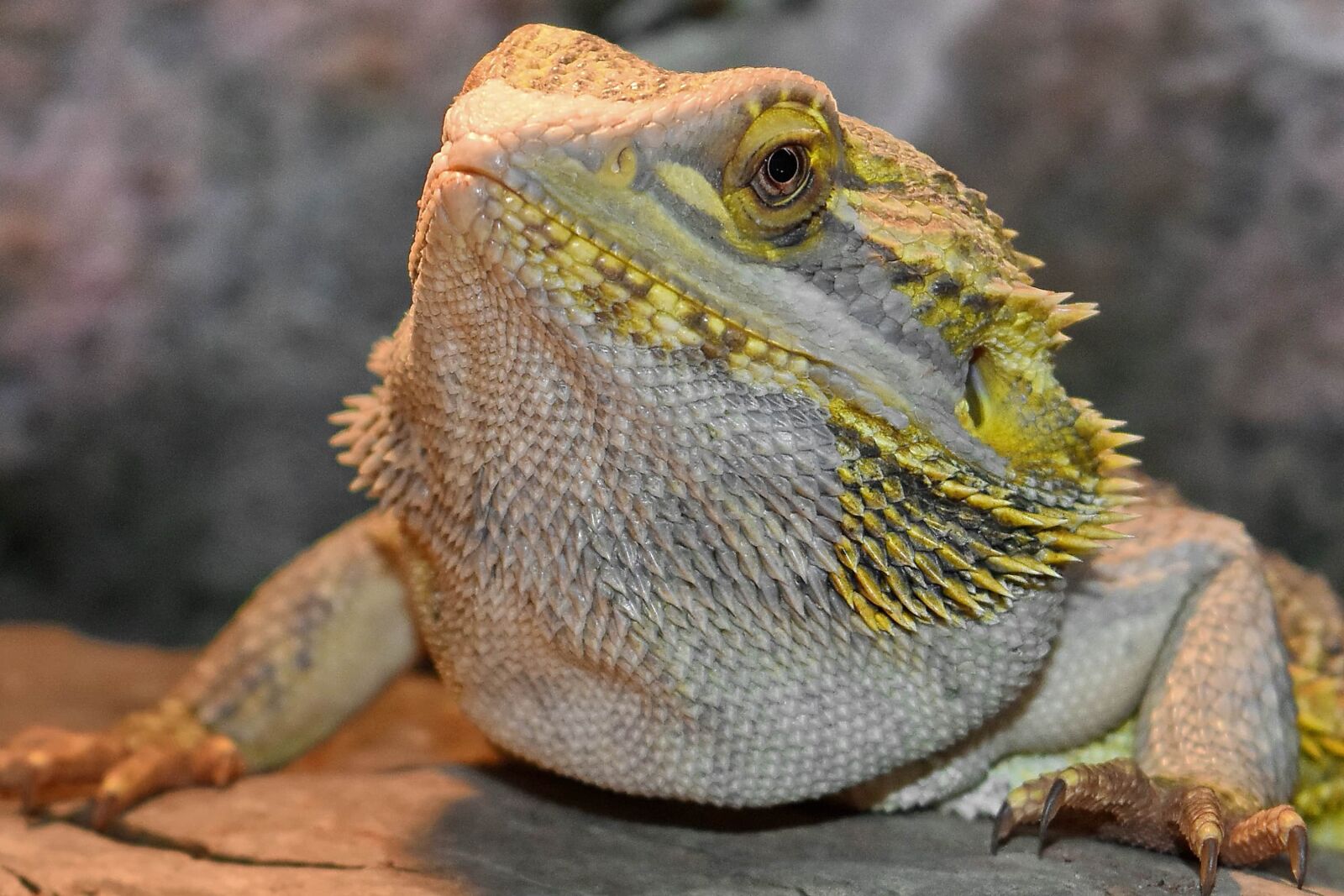 Nikon D5500 sample photo. Animal, chameleon, ecology, environment photography