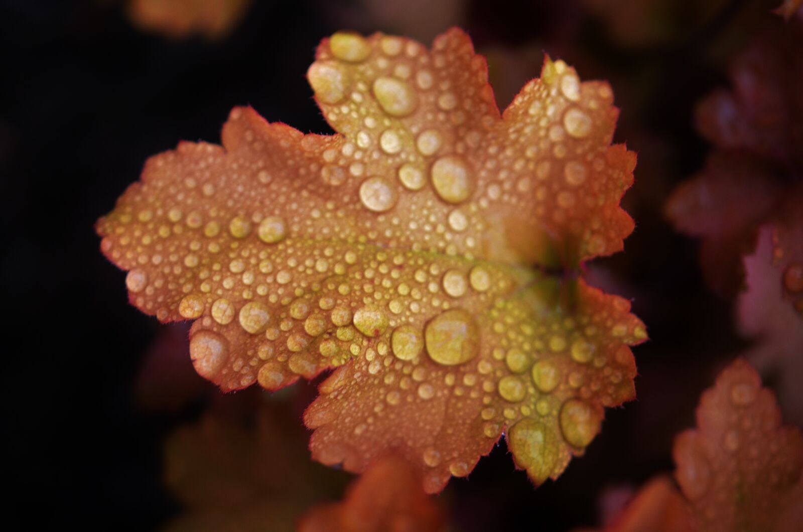 Nikon D7000 sample photo. Leaf, drops, green photography